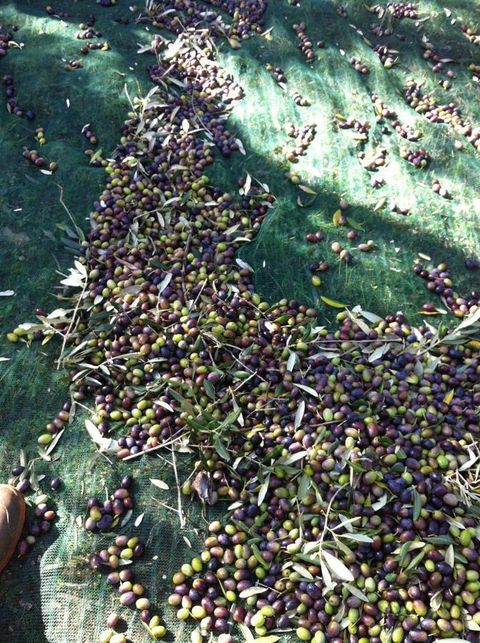 מרטינה פרנקה I Trulli Della Naturabio מראה חיצוני תמונה